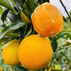 江洲红心橙大量上市 红心橙八毛一斤，八毛一斤