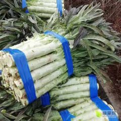 富川红叶莴笋已经上市品质决定市场各位客商可以前来