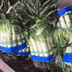 广西富川万亩红莴笋基地大绿洲红莴笋挂丝红