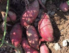 西瓜红，湖北大叶红，601，紫薯大量新货上市