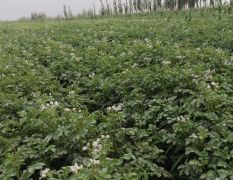 新疆三十八团沙漠优质土豆