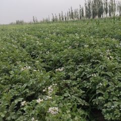 新疆三十八团沙漠优质土豆