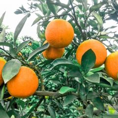 重庆楠竹锦橙360元/吨，4两，水份重