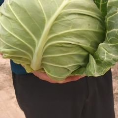 韩国绿球大量出售 山东省金乡县，蔬菜专业代收