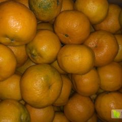 芦柑个大多汁甜有40000多斤