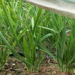 雪韭 品质好 粗细均匀,价格平稳,常年有货