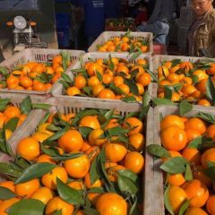 广西崇左市江州区东方红大量上市