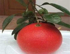 南瓜红柚苗多少钱一棵