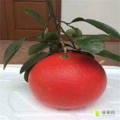 南瓜红柚苗多少钱一棵