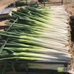 正宗章丘大葱礼盒装全国发货章丘葱农自产自销脆甜