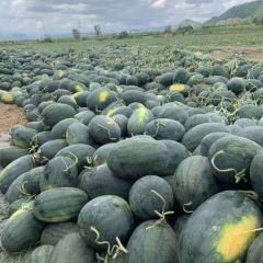 越南黑美人已上市 诚信代办 产地直销