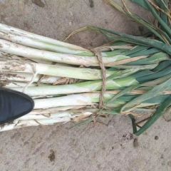 长白大葱纯白35以上：1.6元/斤