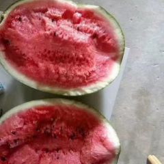 【西瓜批发】河南夏邑冠龙西瓜基地，商丘最大的西瓜产地