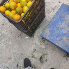 大量收购纽荷尔脐橙