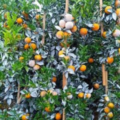 沃柑大量上市，品质第一