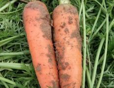 优质红萝卜，自家种植。自产自销！