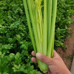 法国皇后芹菜大量上市