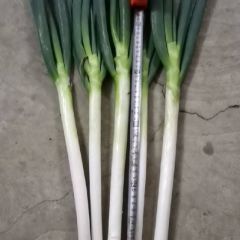 新野县长白大葱2.2元/斤 因天气因素，早葱的面积极少