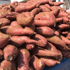 临沭有济薯26，西瓜红