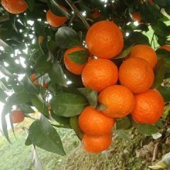 沙糖桔优质的品种上市咯，可以联系了哦，产地完美优秀的口感