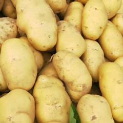大量出售黄心土豆