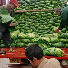 大量供应优质绿色卷心菜包心菜莲花白甘蓝