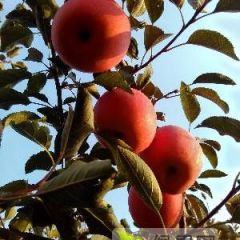 烟台栖霞红富士苹果大量冷库果供应