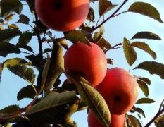 烟台栖霞红富士苹果大量冷库果供应
