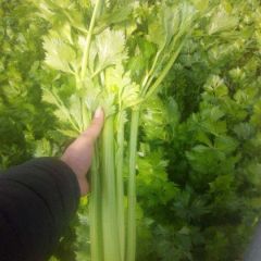 山东省曹县韩集镇大量芹菜上市了