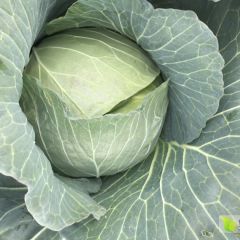 优质扁包菜
