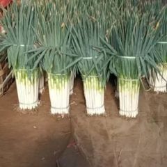 大葱有货欢迎老板订购