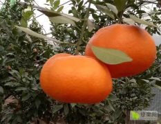 甘平苗 晚熟大果型杂柑日本甘平树苗 长势比丑橘强
