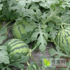 寿光西瓜苗育苗厂 培育嫁接西瓜苗8424甜王美都