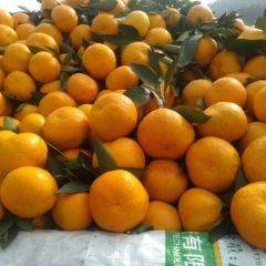 湖北丹江口蜜橘，价格便宜