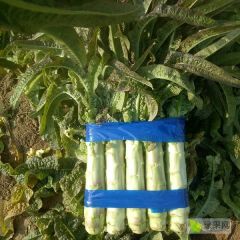 沂南大棚莴苣大量上市