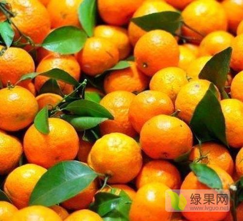 2020年广西阳朔沙糖桔价格