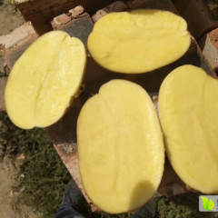 本地土豆大量库存正在出货