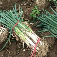 山东潍坊安丘长白大葱！