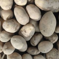 批发土豆，求大量货源