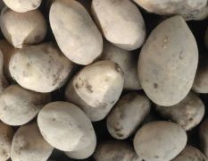 批发土豆，求大量货源