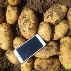 土豆围场土豆代理 诚信第一，客户至上