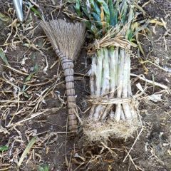 干葱干葱，现在彻底已经成干葱了