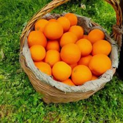 宜昌秭归脐橙 新鲜橙子 现摘现发 量大从优