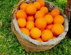 宜昌秭归脐橙 新鲜橙子 现摘现发 量大从优