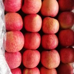 山西临猗膜袋红富士