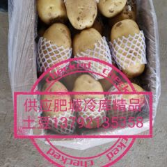 山东肥城供应冷库荷兰十五土豆，量大从优。