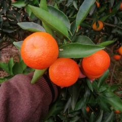 东方红，南丰柑，棉桔，大量供应