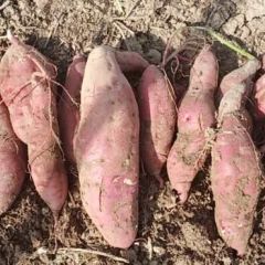 大量商薯19质量好有意者联系