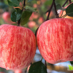 烟台栖霞富脆甜汁多，不催熟，不打药，绿色健康