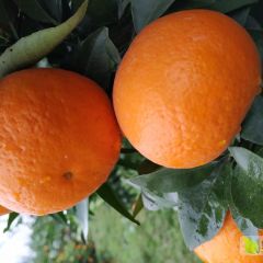 广西武鸣沃柑上市2020年